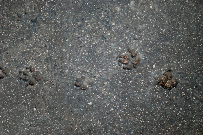 Concrete Footprints | New York City | Clinton Hills